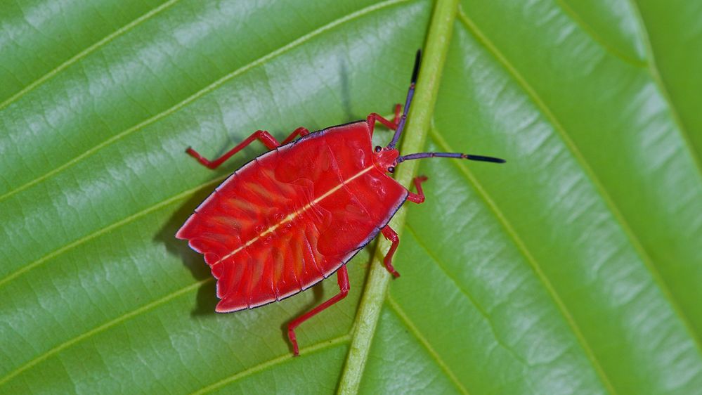 Rote Wanze, Red Stink Bug, Pycanam rubeus, Borneo, Mulu