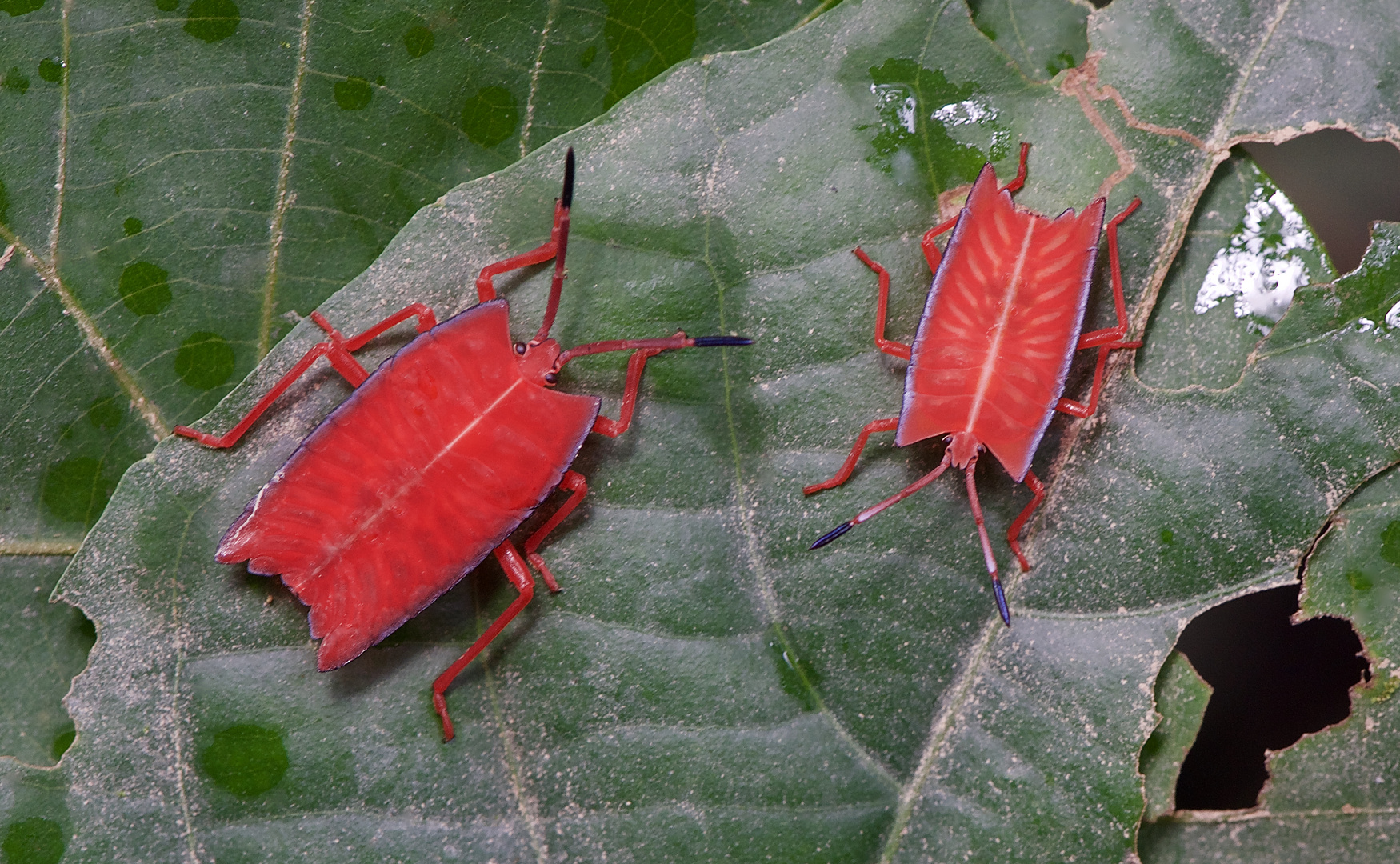 Rote Wanzen aus dem Tropischen Regenwald von Borneo