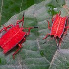 Rote Wanzen aus dem Tropischen Regenwald von Borneo