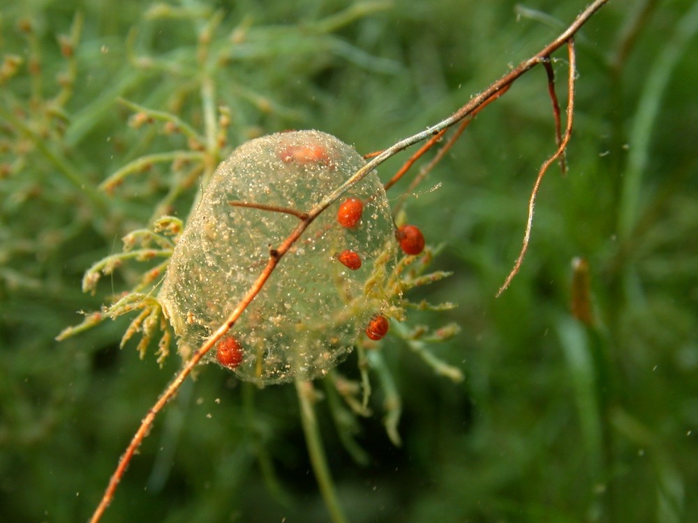 Rote Wassermilbe an Schneckengelege