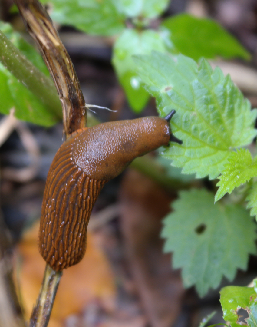 Rote Wegschnecke #2