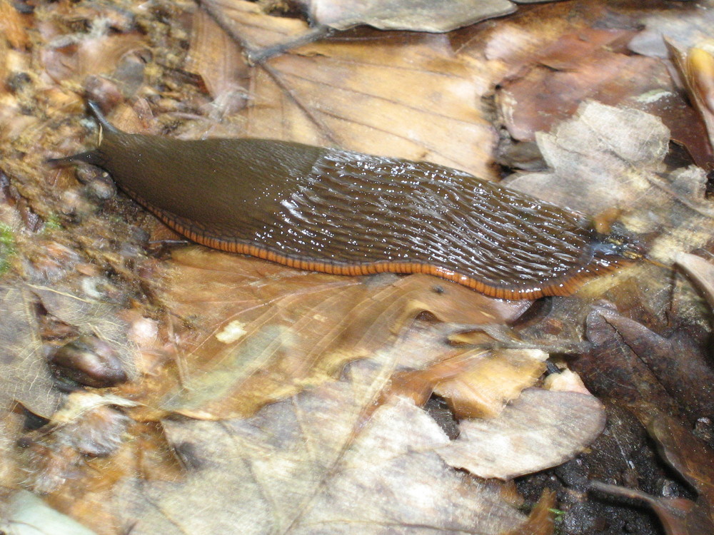 Rote Wegschnecke