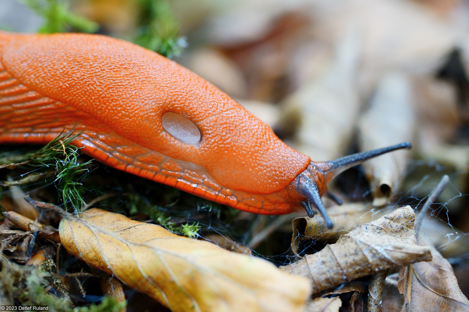 Rote Wegschnecke