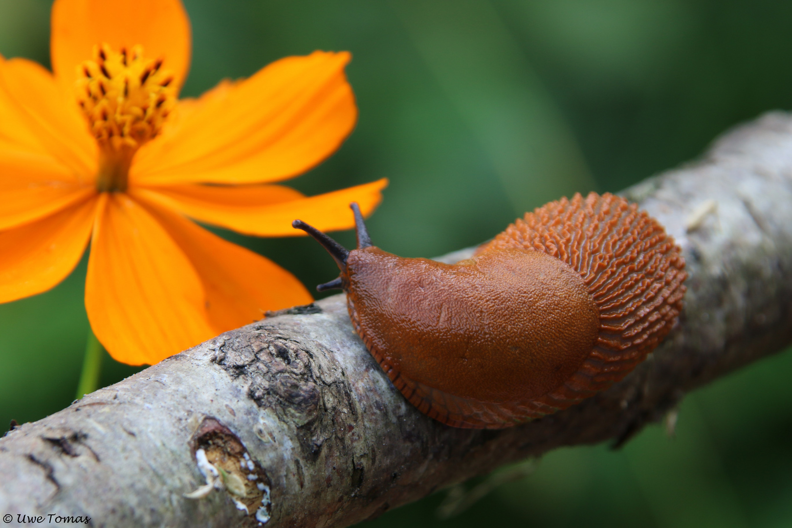 rote Wegschnecke