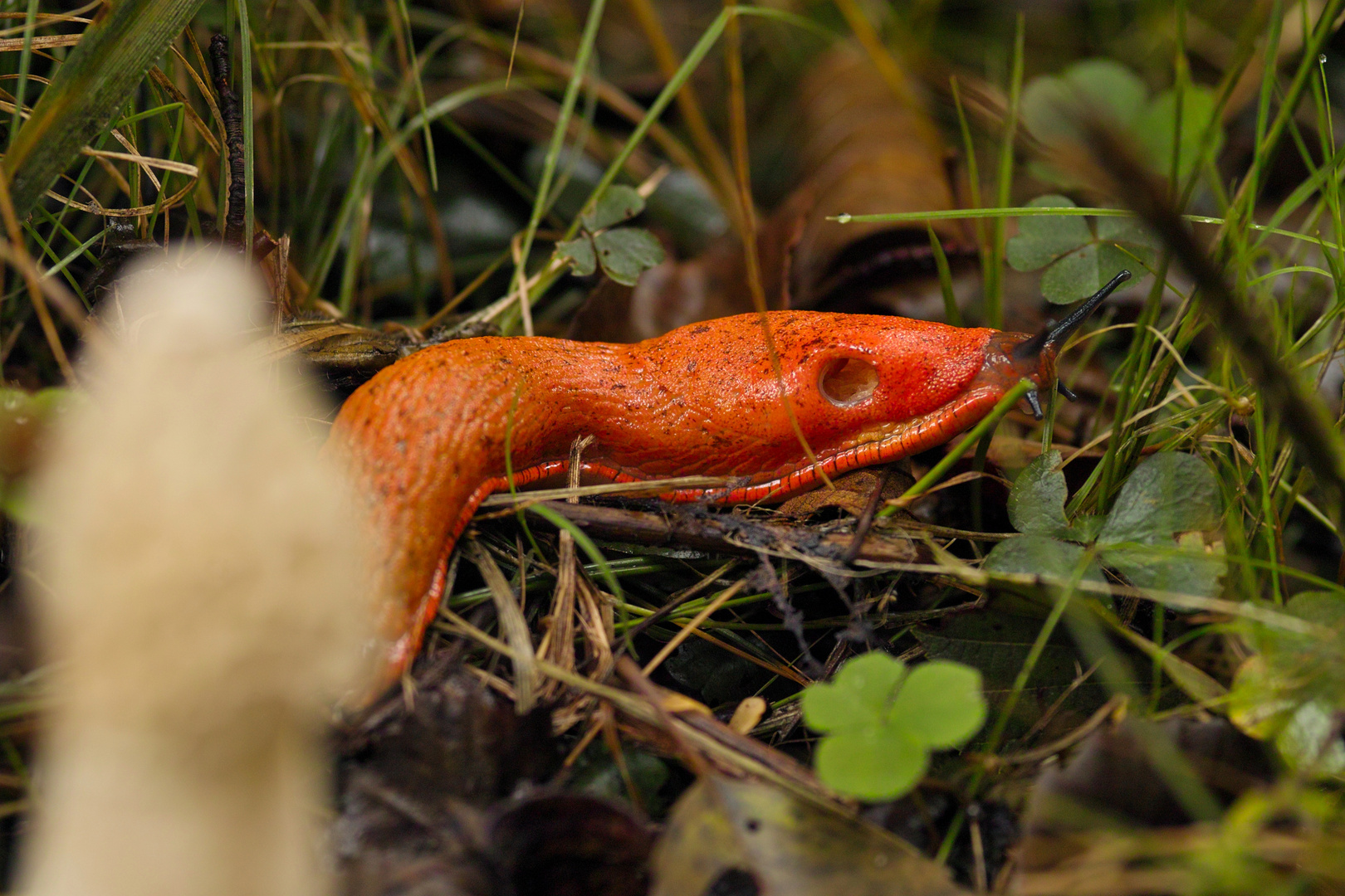 Rote Wegschnecke