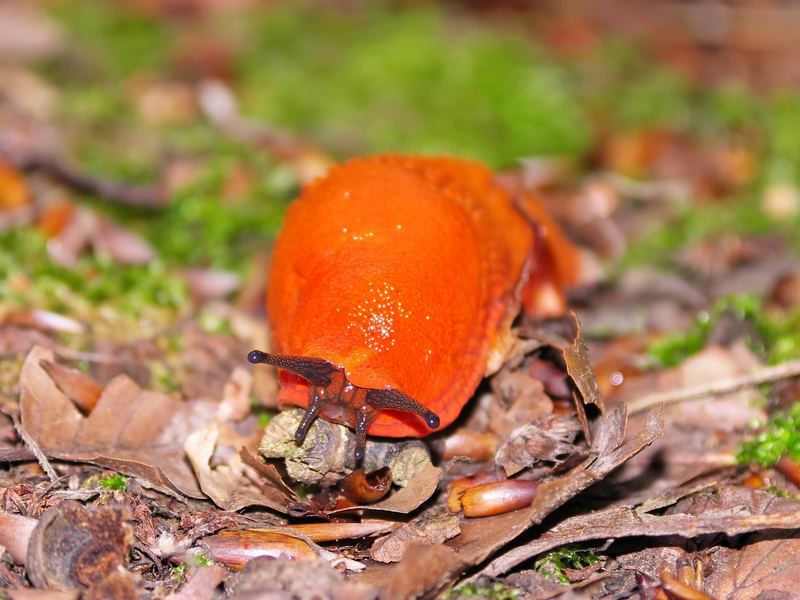 Rote Wegschnecke