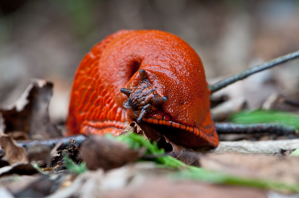 Rote Wegschnecke