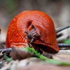 Rote Wegschnecke