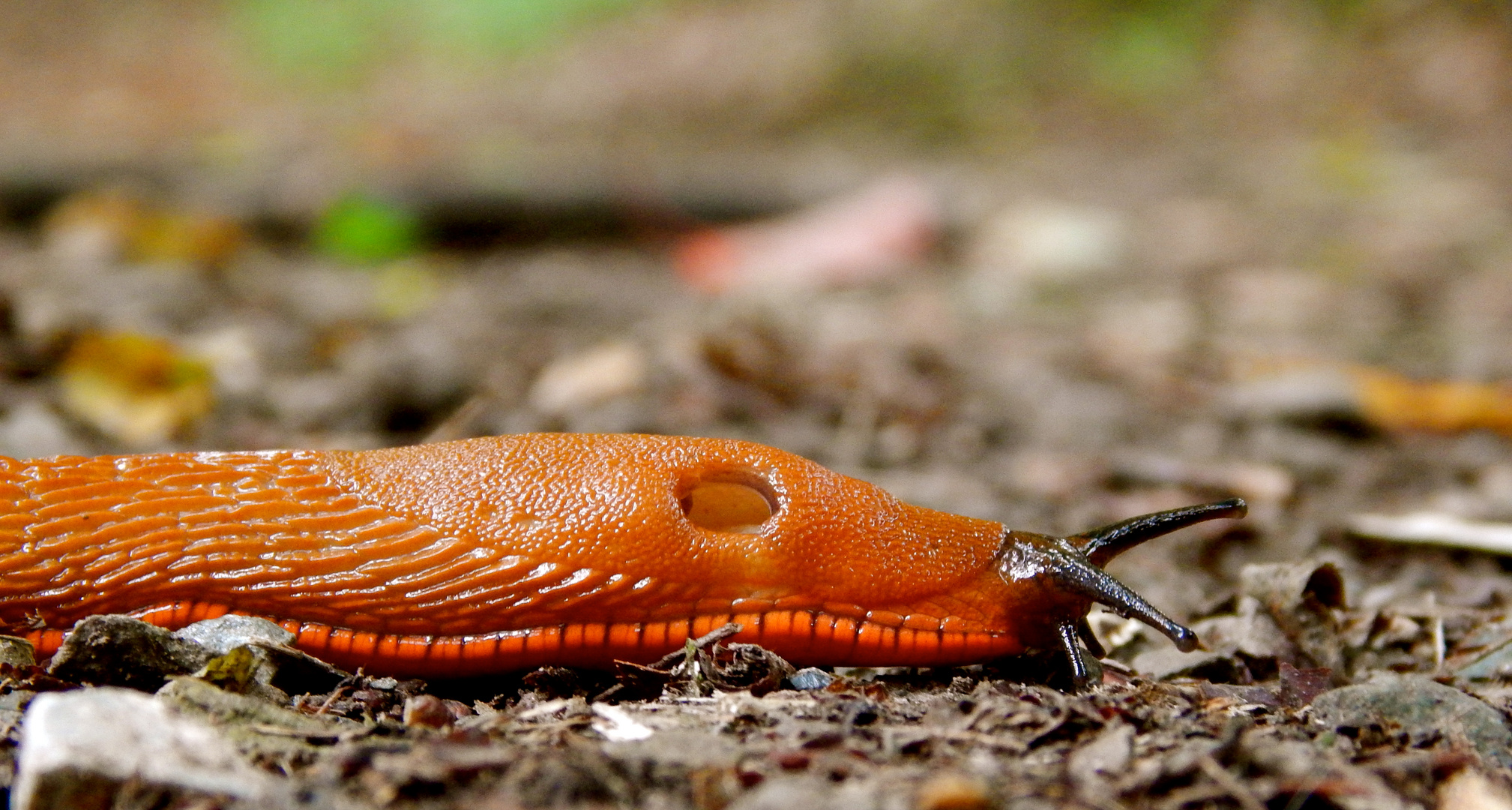 Rote Wegschnecke