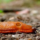 Rote Wegschnecke