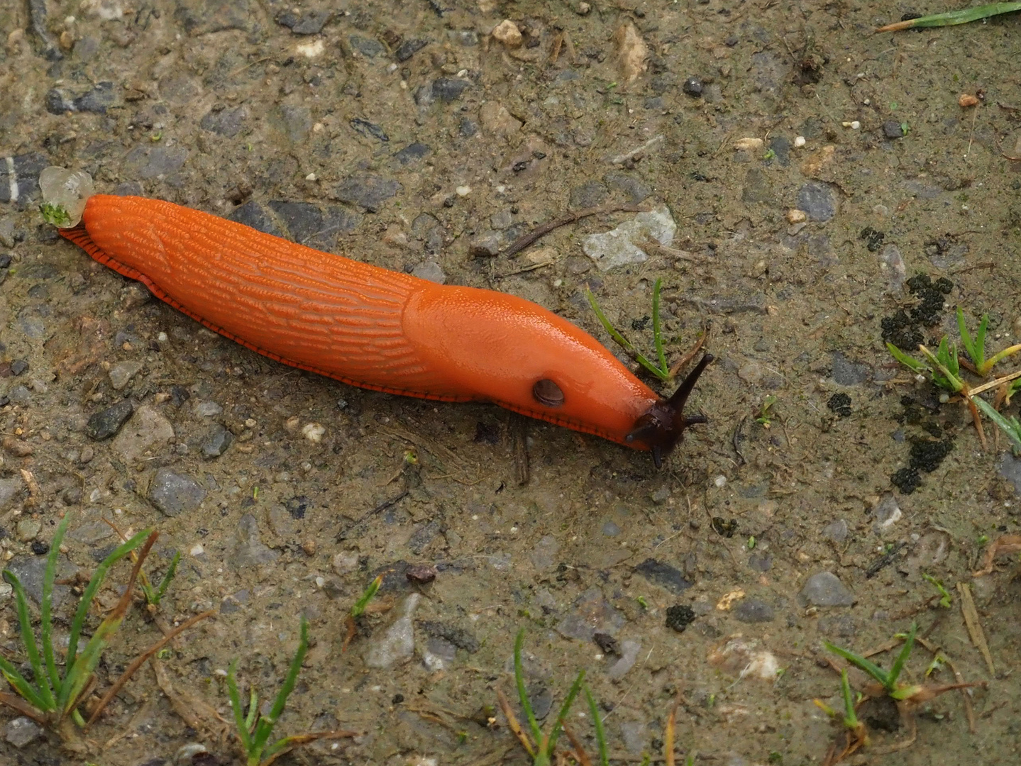 Rote Wegschnecke " Arion rufus"