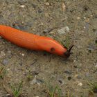 Rote Wegschnecke " Arion rufus"