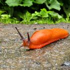 Rote Wegschnecke, Arion rufus, unterwegs.... 