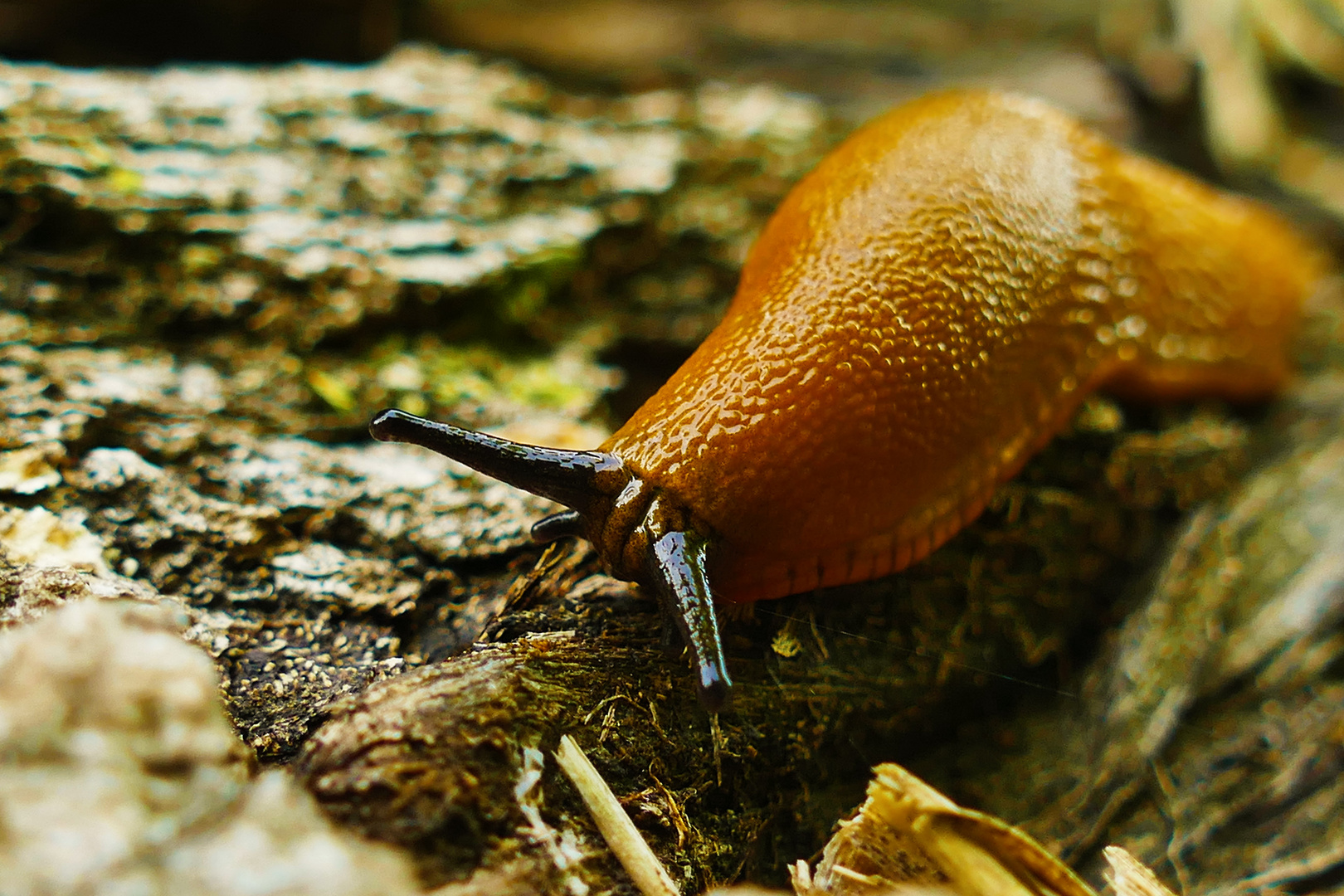 Rote Wegschnecke