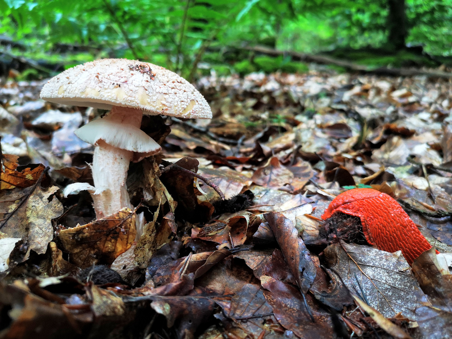 Rote Wegschnecke nimmt Perlpilz in die Spur!