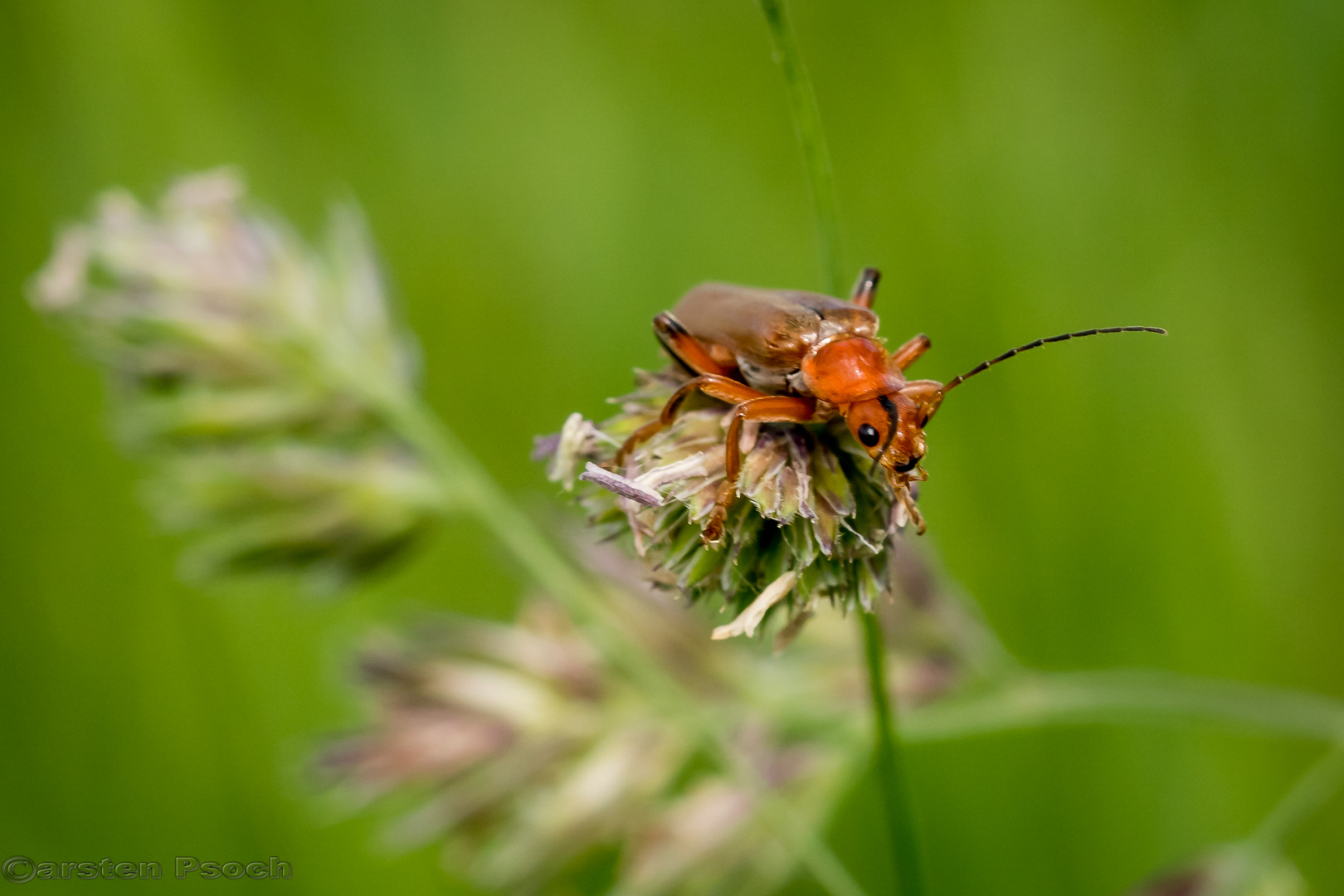 Rote Weichfliege 