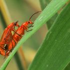 Rote Weichkäfer