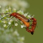 Rote Weichkäfer bei der Paarung