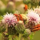 Rote Weichkäfer bei der Paarung