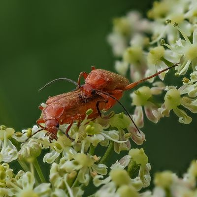 Rote Weichkäfer bei der Paarung