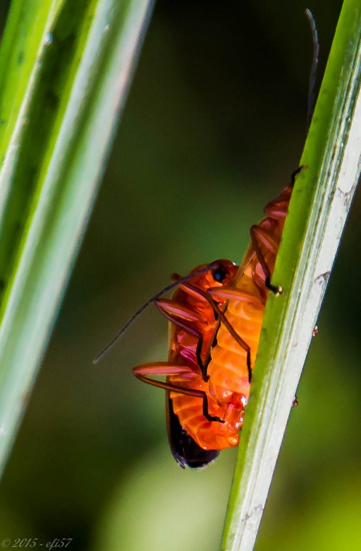 Rote Weichkäfer beim Sex