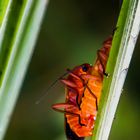 Rote Weichkäfer beim Sex