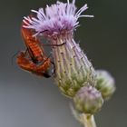 Rote Weichkäfer beim Sex im Freien