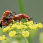 Rote Weichkäfer