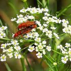 rote Weichkäfer   -  common soldier beetle
