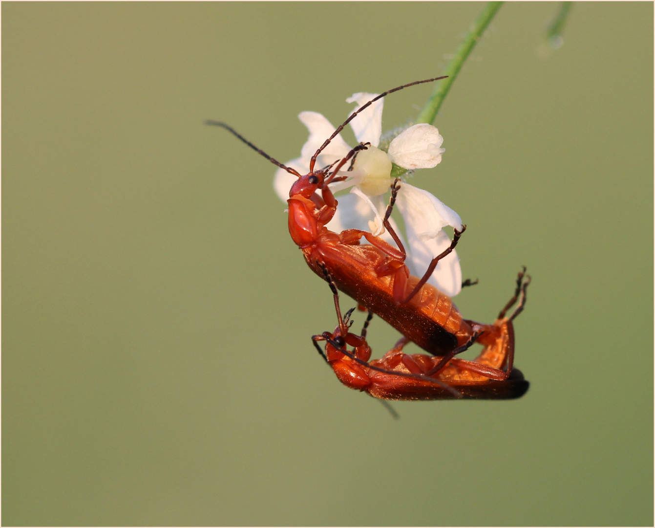 Rote Weichkafer Rhagonycha Fulva Foto Bild Natur