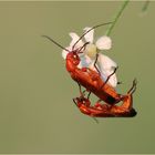 Rote Weichkäfer (Rhagonycha fulva)...