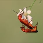 Rote Weichkäfer (Rhagonycha fulva)...