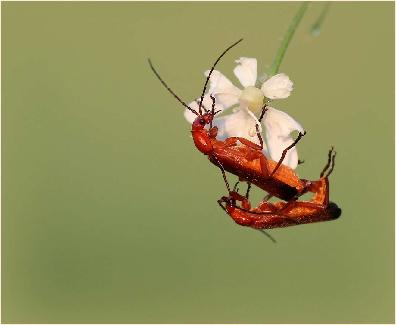 Rote Weichkäfer (Rhagonycha fulva) bei der Paarung.