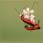 Rote Weichkäfer (Rhagonycha fulva) bei der Paarung.