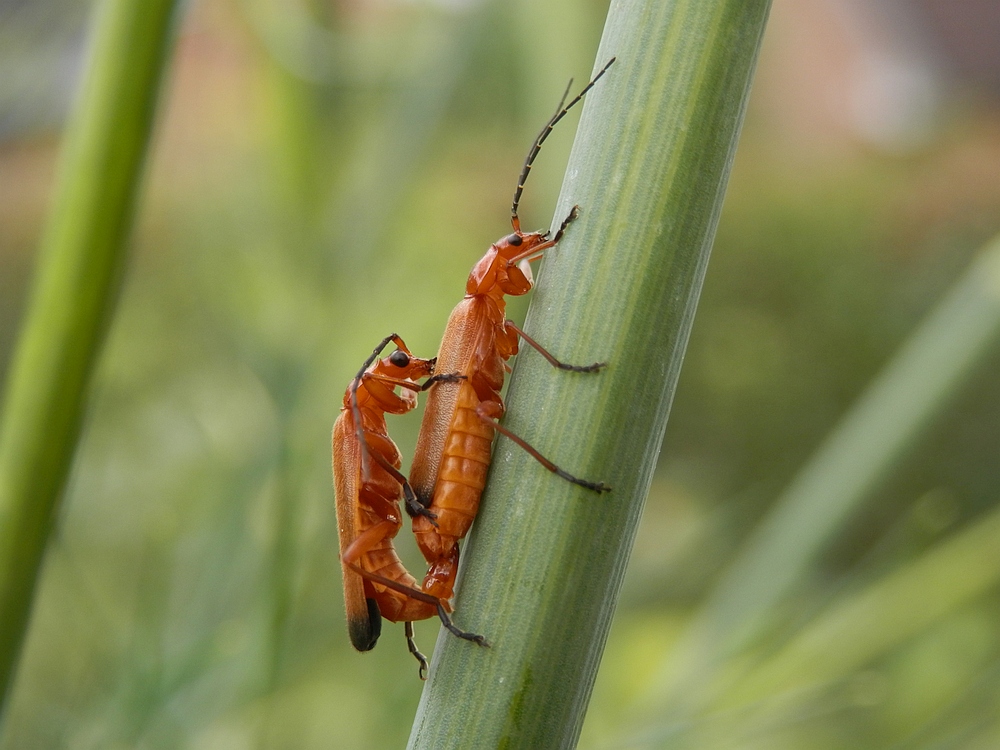 Rote Weichkäfer (Rhagonycha fulva) bei der Paarung