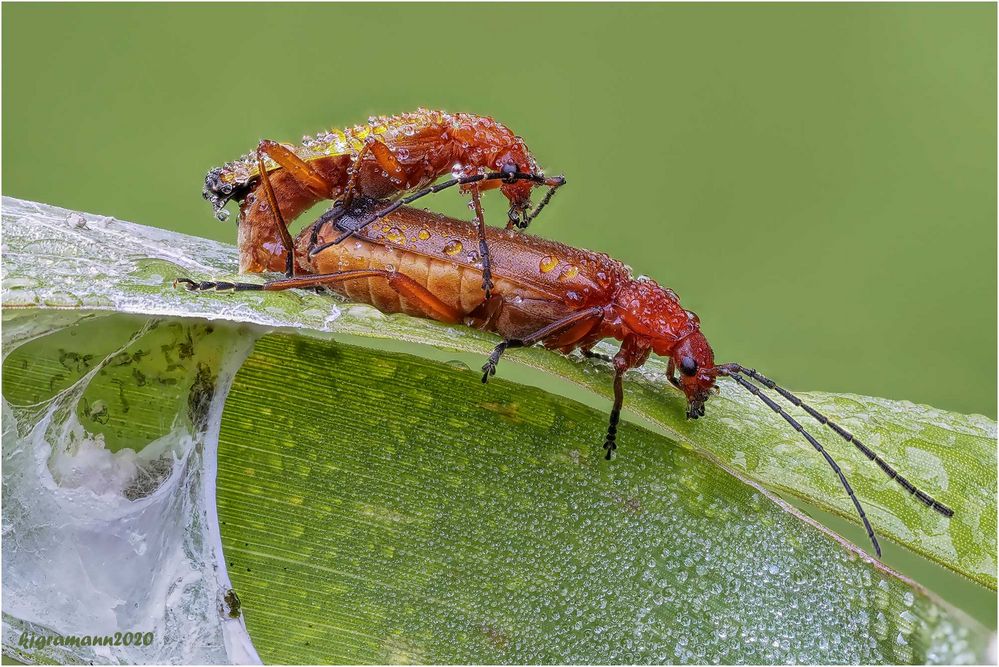 rote weichkäfer (rhagonycha fulva)....