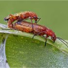 rote weichkäfer (rhagonycha fulva)....