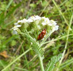 Rote Weichwanze