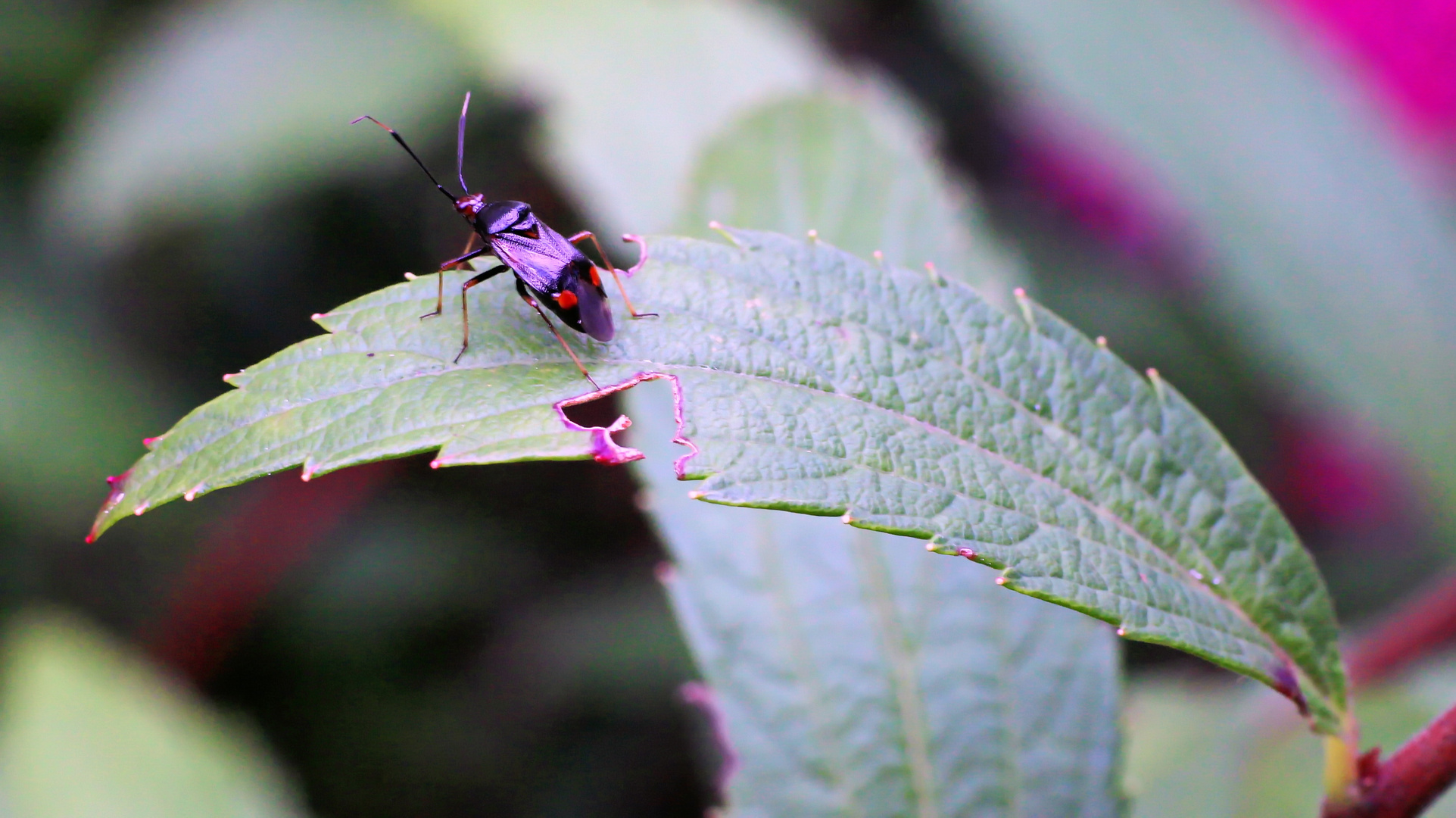 Rote Weichwanze (Deraeocoris ruber)