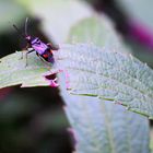 Rote Weichwanze (Deraeocoris ruber)