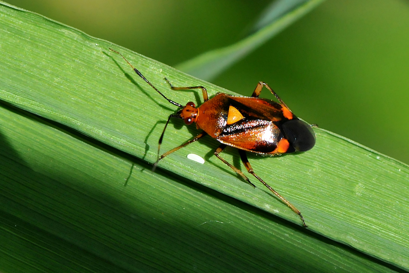 Rote Weichwanze (Deraeocoris ruber)