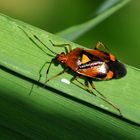 Rote Weichwanze (Deraeocoris ruber)