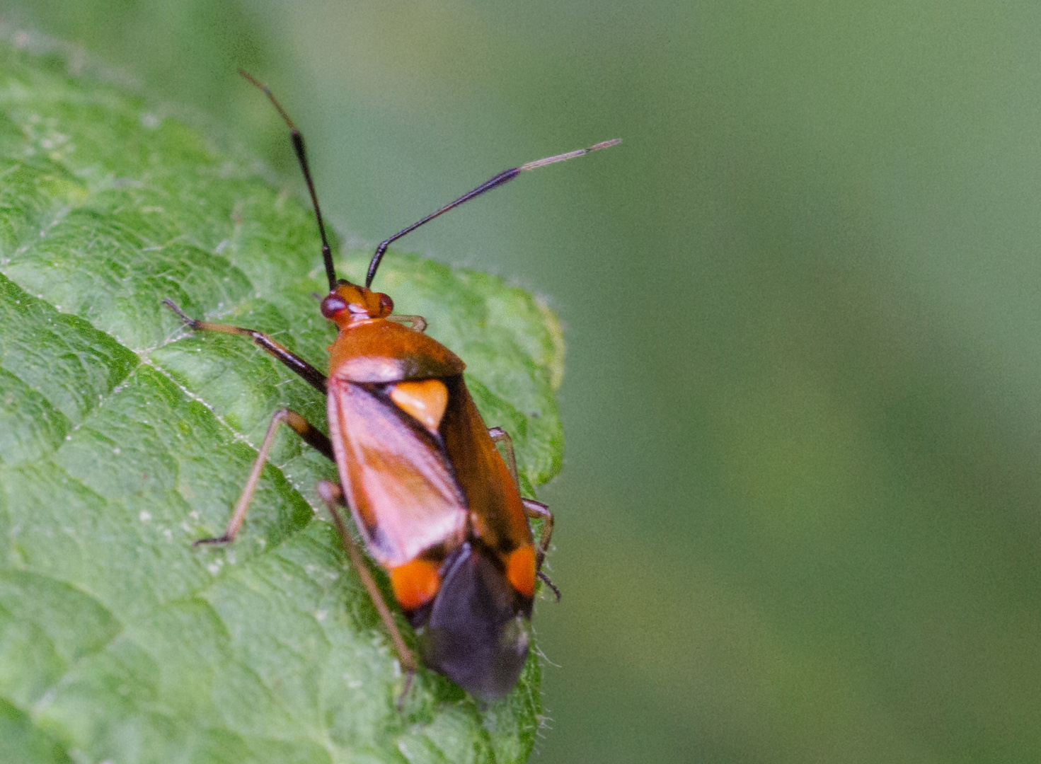 	  Rote Weichwanze (Deraeocoris ruber)