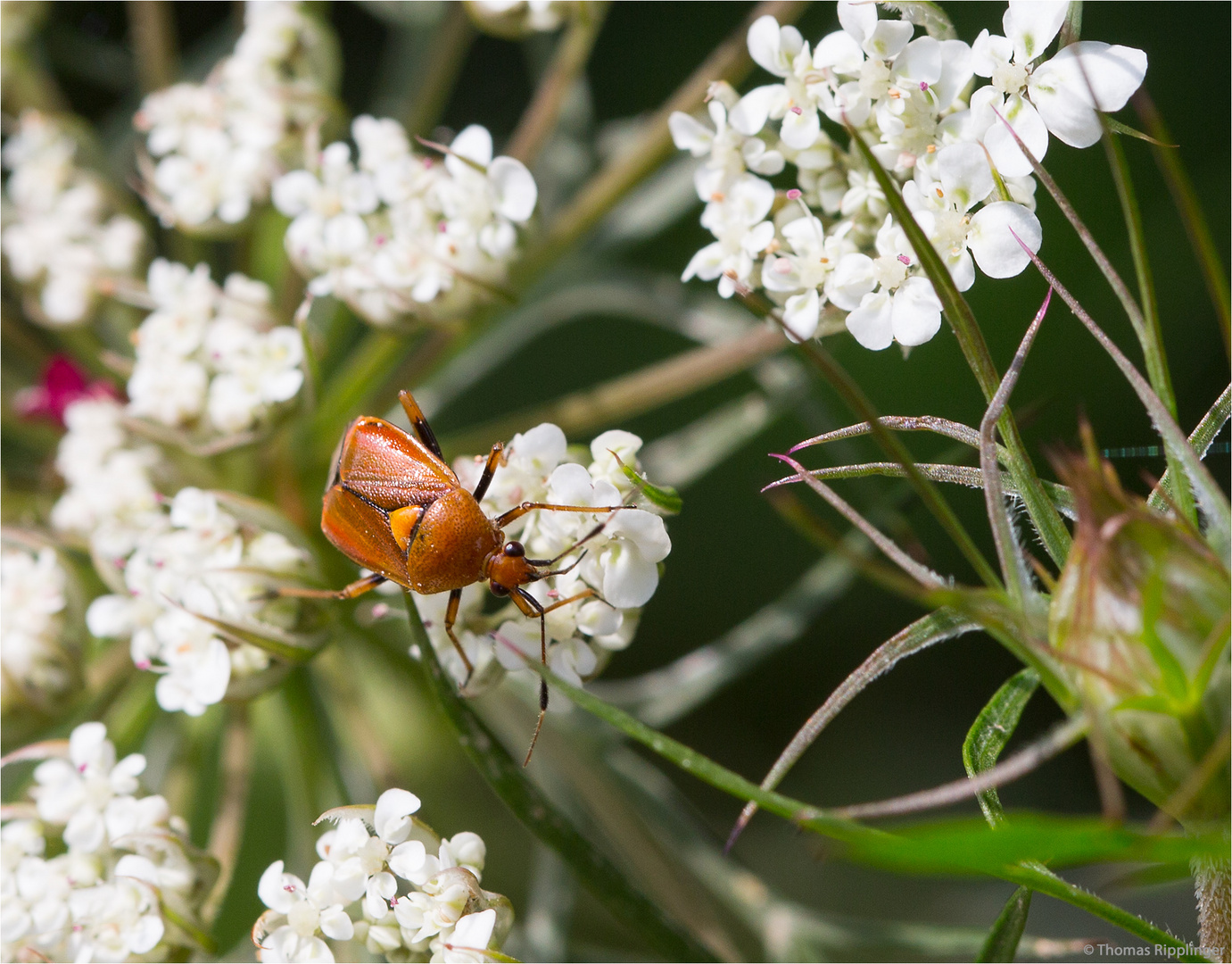 Rote Weichwanze (Deraeocoris ruber)