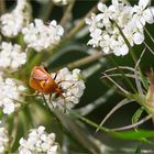 Rote Weichwanze (Deraeocoris ruber)