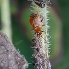 Rote Weichwanze (Deraeocoris ruber) auf Blattlaus-Jagd