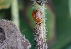 Rote Weichwanze (Deraeocoris ruber) auf Blattlaus-Jagd