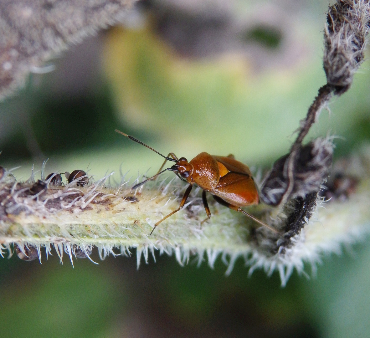 Rote Weichwanze (Deraeocoris ruber) auf Blattlaus-Jagd