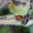 Rote Weichwanze (Deraeocoris ruber) auf Blattlaus-Jagd