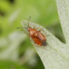 Rote Weichwanze (Deraeocoris ruber)